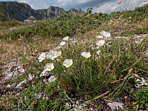 Cherleria (Cherleria capillacea) in flower on limestone high on Mount Terminillo, Lazio, Italy. July.