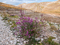 Dodonaeus' willow herb (Epilobium dodonae) in flower on mountainside, Mount Vettore, Umbria, Italy. September.