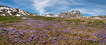 Neapolitan crocus (Crocus neapolitanus) in flower high in the Apennines after the snow melt, Campo Imperatore, Abruzzo, Italy. May.