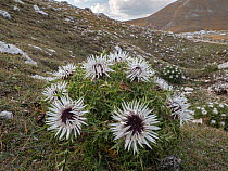 Stemless carline thistle (Carlina acaulis) in flower on mountainside, Mount Vettore, Umbria, Italy. September.