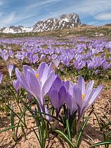 Neapolitan crocus (Crocus neapolitanus) in flower on mountainside, high in the Apennines after the snow melt, Campo Imperatore, Abruzzo, Italy. May.