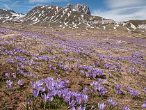 Neapolitan crocus (Crocus neapolitanus) in flower on mountainside, high in the Apennines after the snow melt, Campo Imperatore, Abruzzo, Italy. May.