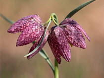 Snakeshead fitillary (Fritillaria meleagris) in flower in a garden, Umbria, Italy. March.