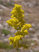 Lady's bedstraw (Galium verum) in flower, Campo Imperatore, Abruzzo, Italy. July.
