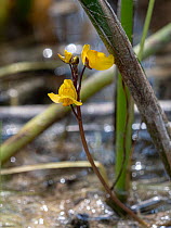Southern bladderwort (Utricularia australis) flowtering in wet ground near lake, Lago di Ventina, Umbria, Italy. July.