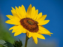 Sunflower (Helianthus annuus) flowering against blue sky, Podere Montecucco, Orvieto, Umbria, Italy. August.
