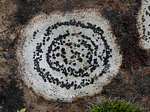 Distinct map lichen (Rhizocarpon distinctum) growing on siliceous rock, Nr Lago di Corbara, Umbria, Italy. February.
