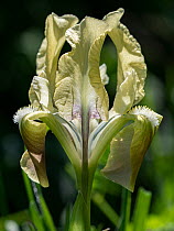 Sicilian iris (Iris pseudopumila) a dwarf iris species, in flower, Gargano, Puglia, Italy. March.