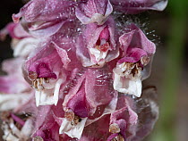 Toothwort (Lathraea squamaria) a parasitic plant, in flower, Podere Montecucco, Orvieto, Umbria, Italy. April.