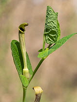 Pale birthwort (Aristolochia pallida), Foresta Umbra, Gargano, Puglia, Italy. April.