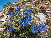 Apennine trumpet gentian (Gentiana dinarica) flowering on the limestone slopes around Campo Imperatore, Abruzzo, Italy. May.
