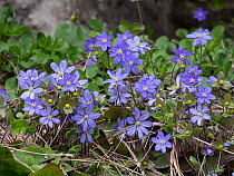 Hepatica (Hepatica nobilis) in flower, Campo Imperatore, Abruzzo, Italy. May.