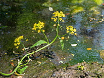Austrian yellow-cress (Rorippa austriaca) in flower close to water, Rieti, Umbria, Italy. May.