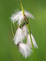 Broad-leaved cottongrass (Eriophorum latifolium) in flower, Abetoni, Emilia Romagna, Italy. June.