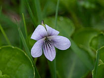 Bog violet (Viola palustris) in flower, Abetone, Emilia Romagna, Italy. June.