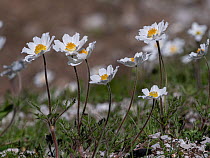 Alpine pasque flower (Pulsatilla alpina millefoliata) in flower, Mount Terminillo, Lazio, Italy. May.
