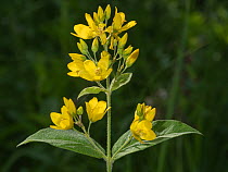 Yellow loosestrife (Lysimachia vulgaris) in flower, Terni, Umbria, Italy. July.