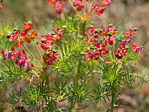 Cypress spurge (Euphorbia cyparissias) in flower,  Gran Sasso, Abruzzo, Italy. June.