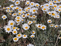 Mountain chamomile (Anthemis montana) in flower,   Gran Sasso, Appennines, Abruzzo, Italy. July.