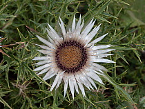 Stemless carline thistle (Carlina acaulis ) in flower, Mount Vettore, Umbria, Italy. September.