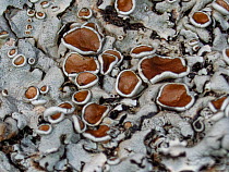 Hoary rosette lichen (Physcia aipolia) lichen on tree bark, Podere Montecucco, Orvieto, Umbria, Italy. January.
