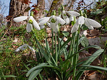 Snowdrops (Galanthus nivalis) in flower in woodland, Podere Monetcucco, Orvieto, Umbria, Italy. January.