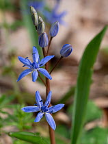 Alpine squill (Scilla bifolia) in flower, just after snow melt, Orvieto, Umbria, Italy. February.