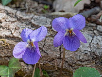 Common dog violet / Wood violet (Viola riviniana) in flower,  Orvieto, Umbria, Italy February 2021