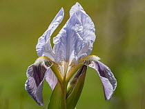 Twin-flowered iris (Iris bicapitata) in flower, usually blue-violet but also in yellow, white and lilac, found above 600m elevation, Puglia, Italy. March.