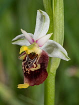 Apennine late spider orchid (Ophrys dinarica) in flower, Sibillini, Umbria, Italy. May.
