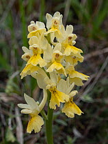 Few-flowered orchid (Orchis pauciflora) in flower, Sibillini, Umbria, Italy. May.