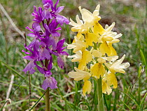 Hybrid orchis, Orchis x colemanii (Orchis mascula x Orchis pauciflora), a natural hybrid between Early purple orchid and Few flowered orchid, in flower, Sibillini, Umbria, Italy. May.