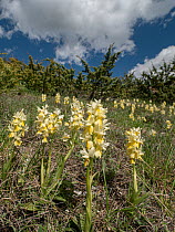 Few-flowered orchid (Orchis pauciflora) in flower, Sibillini, Umbria, Italy.