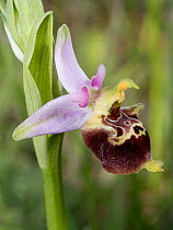 Apennine late spider orchid (Ophrys fuciflora dinarica) in flower, Sibillini, Umbria, Italy. May.
