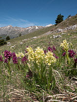 Elderflower orchid (Dactylorhiza sambucina) an orchid of high mountains occurring in both yellow and magenta varieties, in flower, Campo Imperatore, Abruzzo, Italy. May.