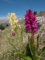 Elderflower orchid (Dactylorhiza sambucina) an orchid of high mountains occurring in both yellow and magenta varieties, in flower, Campo Imperatore, Abruzzo, Italy. May.