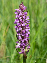 Early marsh orchid (Dactylorhiza incarnata) in flower, Piediluco, Umbria, Italy. May.