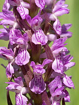 Early marsh orchid (Dactylorhiza incarnata) in flower, Piediluco, Umbria, Italy. May.