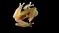 Yuruani glass frog (Hyalinobatrachium iaspidiense) view of underside and jumping out of frame. Captive.