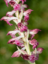 Bug orchid (Anacamptis coriophora fragrans) in flower, Mount Amiata, Tuscany, Italy. June.