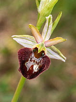 Hybrid orchid (Ophrys passionis majellensis) in flower, Italy. June.