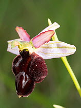Hybrid orchid (Ophrys passionis majellensis) in flower,  Mount Amiata, Tuscany, Italy. June.
