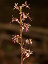 Lesser twayblade (Neottia cordata), a rare orchid of acidic habitats, in flower, Abetone, Emilia Romagna, Italy. June.