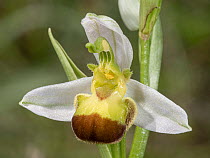 Bi-coloured bee orchid variety (Ophrys apifera var. bicolor) in flower, Orvieto, Umbria, Italy. May.