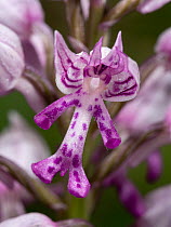 Military orchid (Orchis militaris) in flower, Leonessa, Umbria, Italy. May.