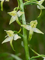 Lesser butterfly orchid (Platanthera bifolia) in flower, Sibillini, Umbria, Italy. May.