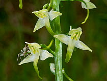 Lesser butterfly orchid (Platanthera bifolia) in flower, Sibillini, Umbria, Italy. May.