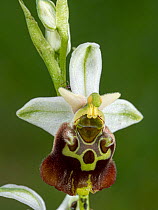 Late spider orchid (Ophrys fuccilfora subsp fuciflora) also seen as Ophrys holserica. This is a rarity in the UK retsurcted to a few sites in Kent but very widespread in continetal Europe and througho...