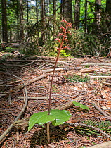 Lesser twayblade (Neottia cordata  also Listera cordata)  This is an orchid of acidic habitats, never very common but may be frequently overlooked because of its small size and a tendency to grow unde...