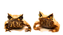Two Javan horned frogs (Megophrys montana) sitting side by side breathing. Captive.